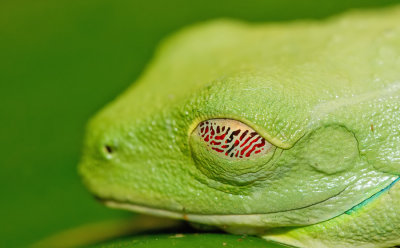 Red-eyed tree frog / Roodoogmakikikker
