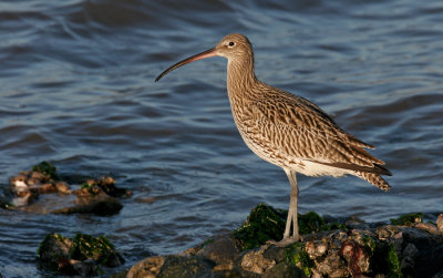 Curlew / Wulp