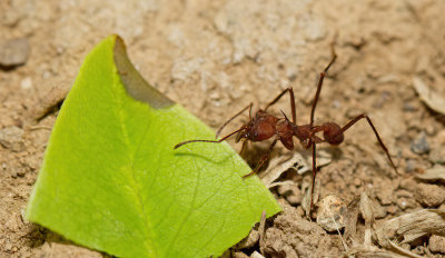 Atta cephalotes