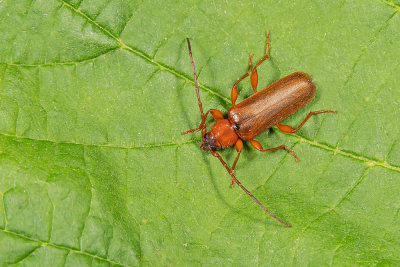 Phymatodes testaceus / Veranderlijke boktor