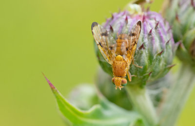 Xyphosia miliaria / Akkerdistelboorvlieg