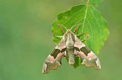 Lime hawk-moth / Lindepijlstaart 