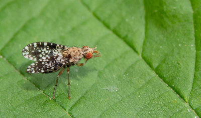 Trypetoptera punctulata