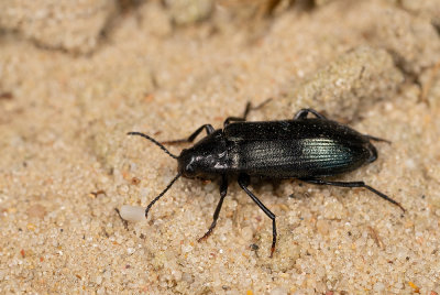 Melandrya caraboides / Beukenzwartkever