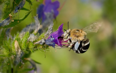 Amegilla quadrifasciata
