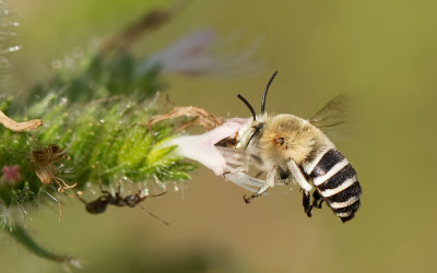 Amegilla quadrifasciata