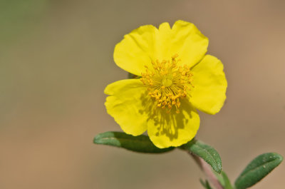 Helianthemum nummularium / Geel zonneroosje