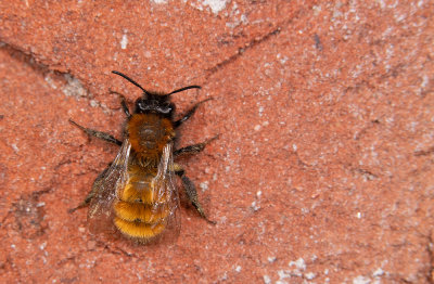 Tawny Mining Bee / Vosje