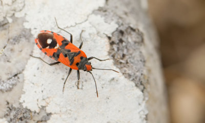 Lygaeus equestris / Prachtridderwants