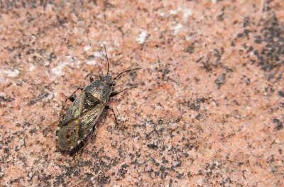 Heterogaster urticae / Netelringpoot