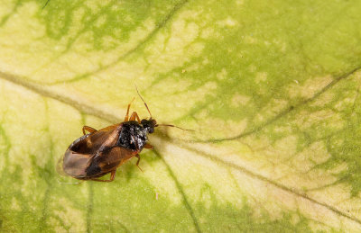 Anthocoris nemoralis