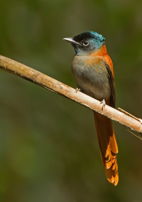 African paradise flycatcher / Afrikaanse paradijsmonarch