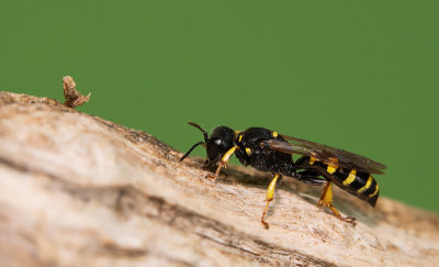 Mellinus arvensis / Gewone vliegendoder