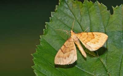 Eulithis pyraliata / Gele agaatspanner