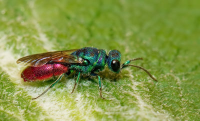 Ruby-tailed wasp / Gewone goudwesp