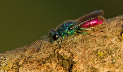 Ruby-tailed wasp / Gewone goudwesp
