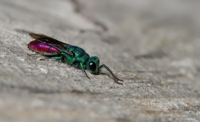 Ruby-tailed wasp / Gewone goudwesp