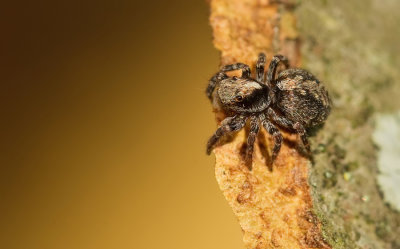 Pseudeuophrys lanigera / Huisspringspin