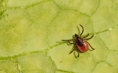 Ixodes ricinus / Schapenteek