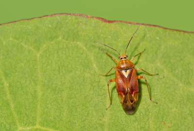 Lygus pratensis / Weideschaduwwants