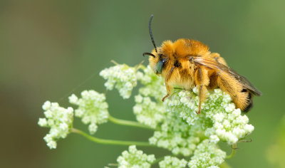 Dasypoda visnaga