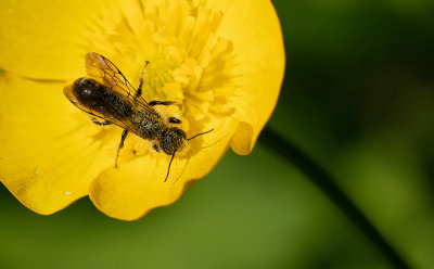 Chelostoma florisomne / Ranonkelbij