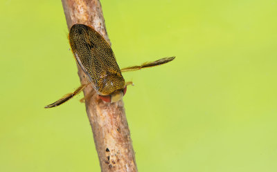 Corixa punctata / Gewone duikerwants 