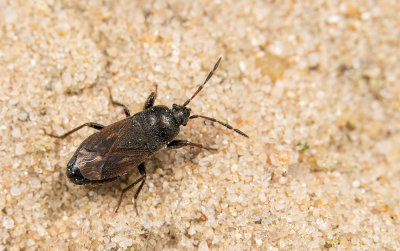 Megalonotus chiragra / Gewone grootrug 