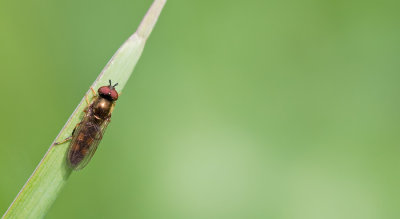 Platycheirus clypeatus / Gewoon platvoetje