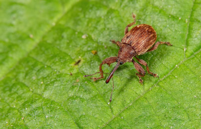 Anthonomus rectirostris / Kersenpitkever 
