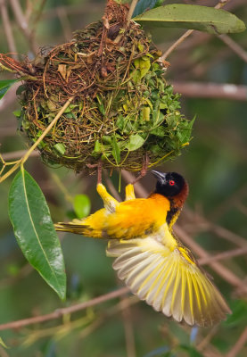 Village weaver / Grote textorwever 