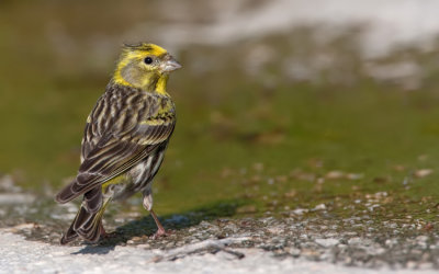 Serin / Europese Kanarie