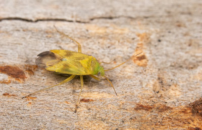 Megalocoleus tanaceti / Boerenwormkruidblindwants