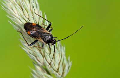Adelphocoris seticornis / Geelzoomsierblindwants