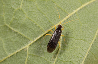 Phylus coryli / Hazelaarbleekpoot