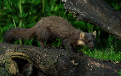 Pine Marten / Boommarter