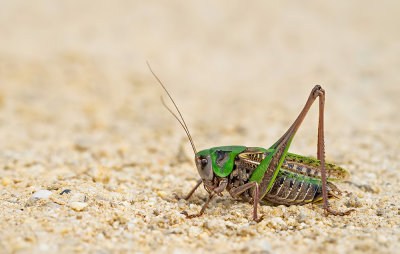 Wart-biter cricket / Wrattenbijter