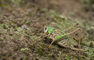 Wart-biter cricket / Wrattenbijter