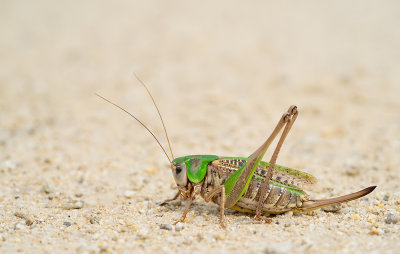 Wart-biter cricket / Wrattenbijter