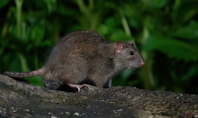 Brown rat / Bruine rat