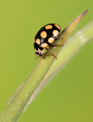 Coccinula quatuordecimpustulata / Veertienvleklieveheersbeestje