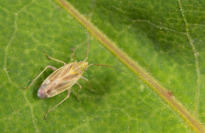 Amblytylus nasutus / Grasbreedneus