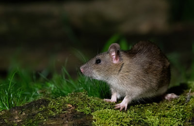 Brown rat / Bruine rat 
