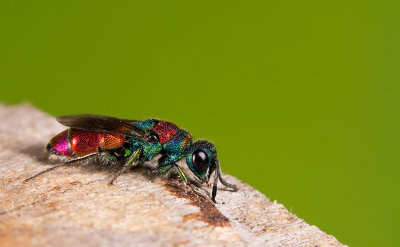 Chrysis bicolor