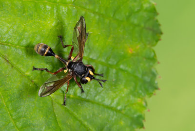 Physocephala rufipes / Gewoon knuppeltje 
