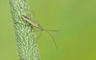 Megaloceroea recticornis / Langsprietgraswants