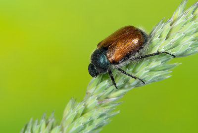 Phyllopertha horticola / Rozenkever