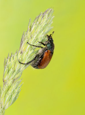 Phyllopertha horticola / Rozenkever