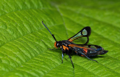 Large Red-belted Clearwing / Berkenglasvlinder