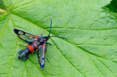 Large Red-belted Clearwing / Berkenglasvlinder